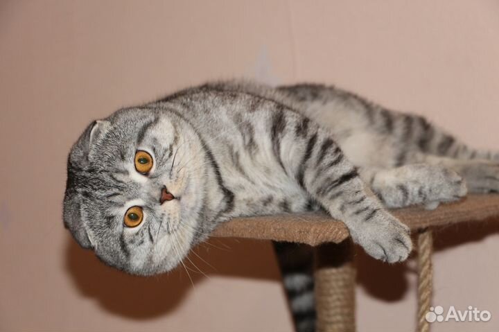 Вязка с шотландским котиком