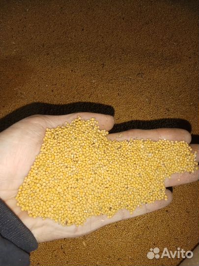 Семена горчицы