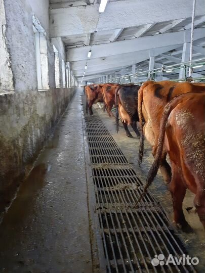 Настил для свинарников коровников