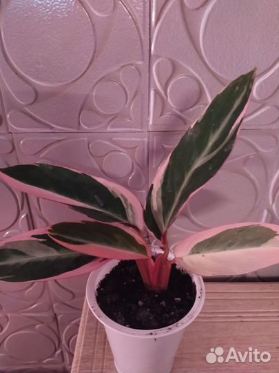 Строманта Триостар, калатеи Руфибарба, Мозаика