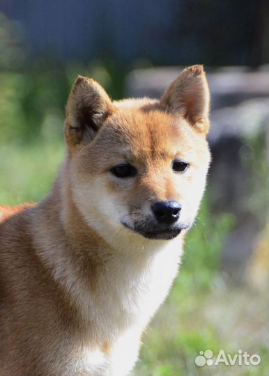 Сиба ину девочка
