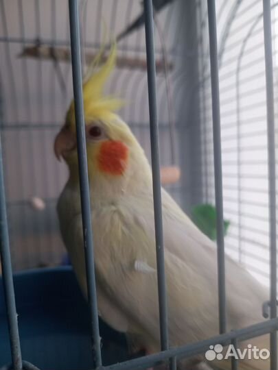 Говорящий попугай корелла