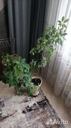 Комнатные цветы шефлера