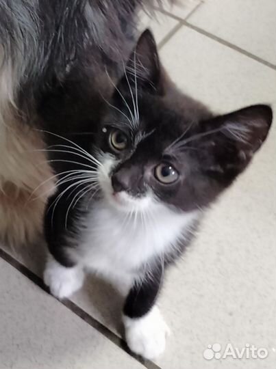 Кошки в добрые руки бесплатно