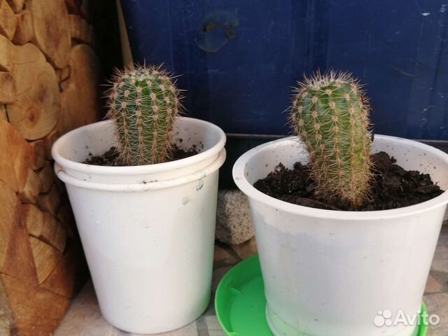 Кактус цветущий