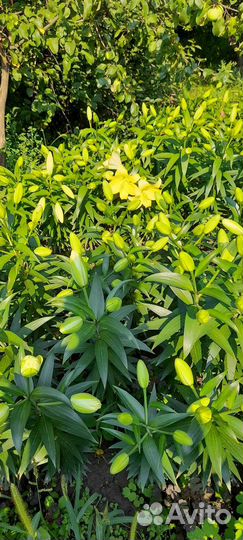 Луковицы лилий