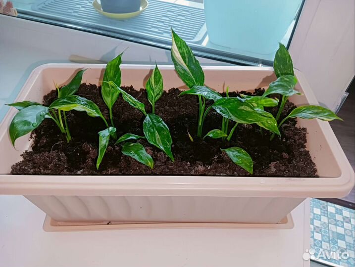 Спатифиллум