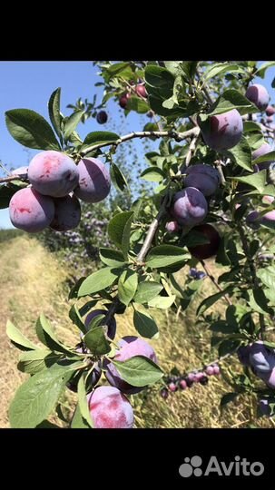 Слива кабардинка