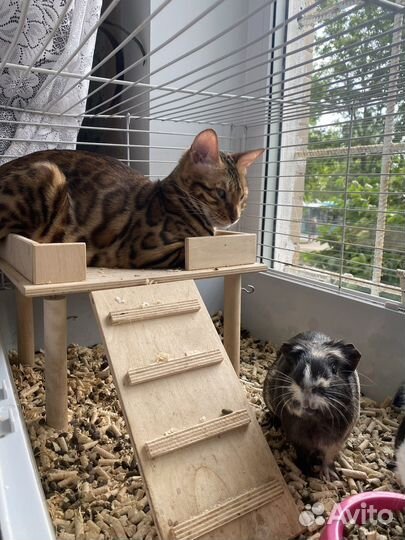 Морские свинки