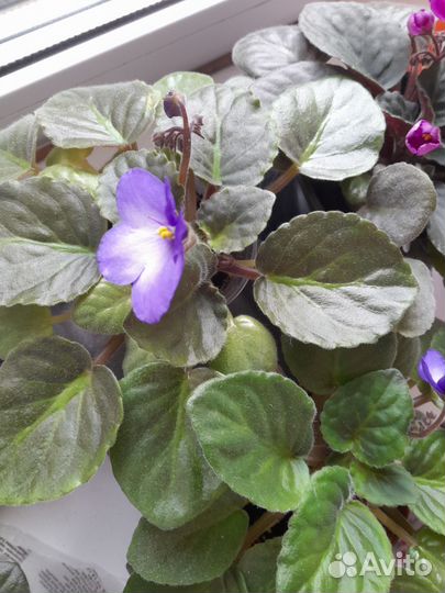 Фиалка цветущая фиолетовая и синяя