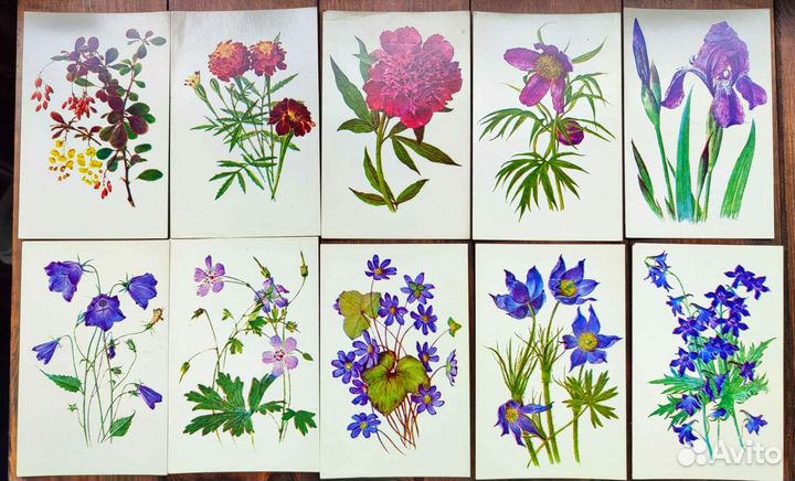 Открытки ботанические цветы растения