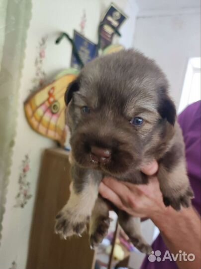 Собаки бесплатно в добрые руки щенки