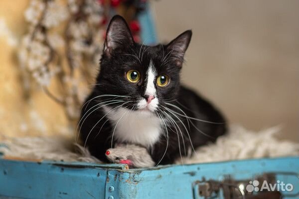 Кошечка Лемурка