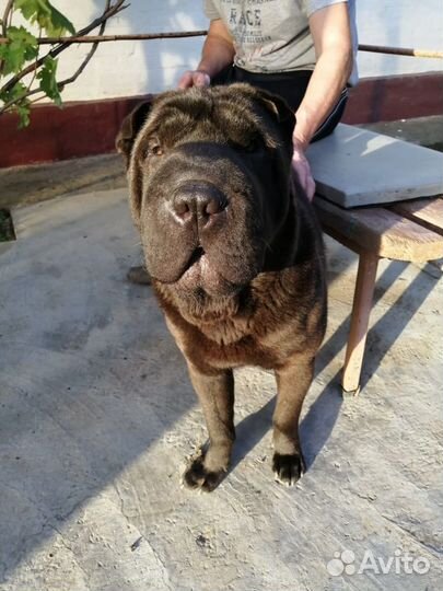 Шарпей вязка