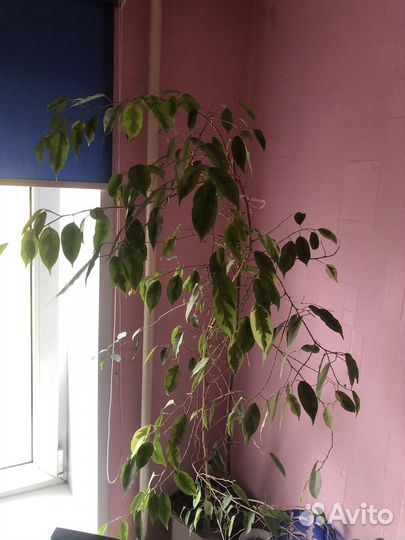 Большой цветок в горшке Фикус Бенджамина