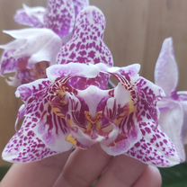 Орхидея фаленопсис трилипс