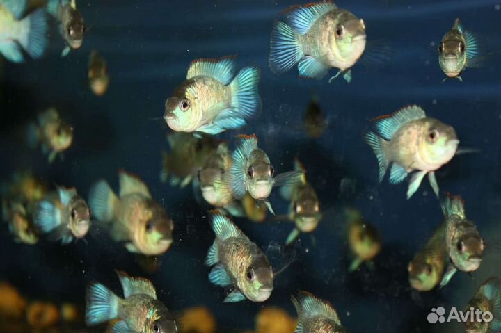 Цихлиды и другие рыбки