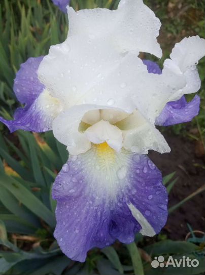 Ирисы для сада