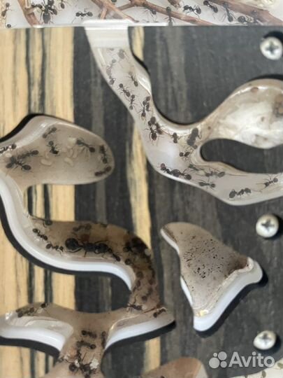 Муровьина ферма