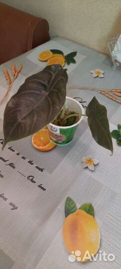 Алоказия Азлани