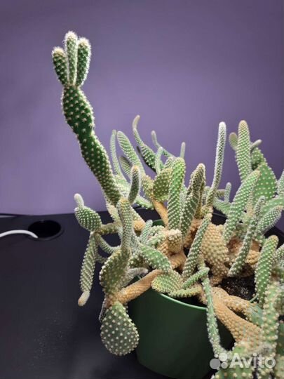 Опунция мелковолосистая. Кактус