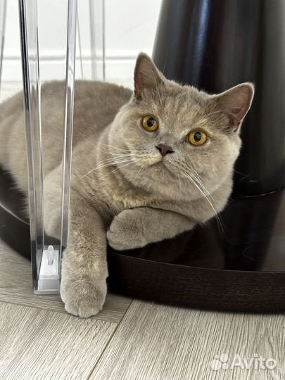 Британская кошка