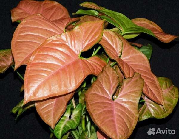 Сингониумы разные