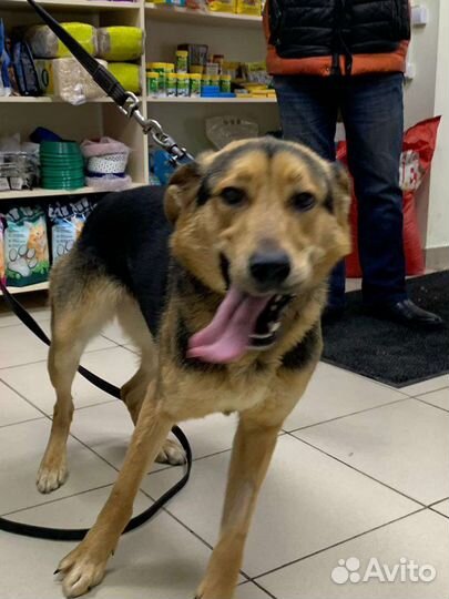 Собака очаровака в добрые руки