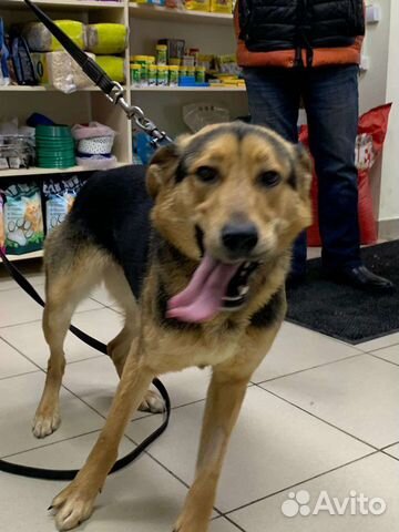 Собака очаровака в добрые руки