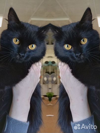 Шикарная кошка Ночка