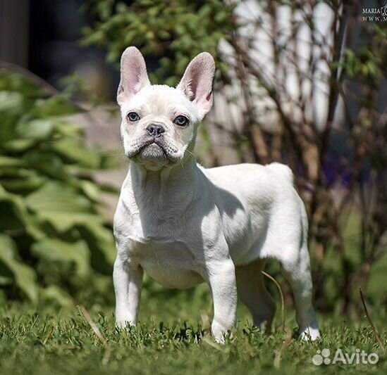 Французский бульдог, девочка