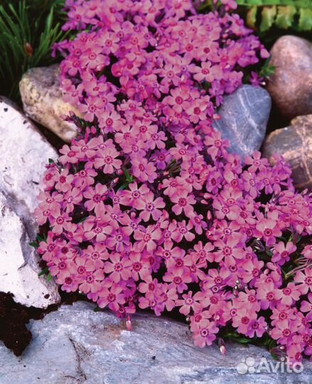 Почвопокровные растения