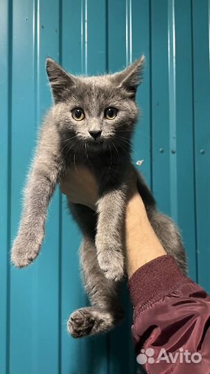 Котёнок ищет дом
