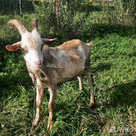 Козлята