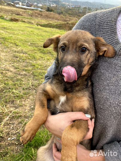 Щенок в добрые руки бесплатно