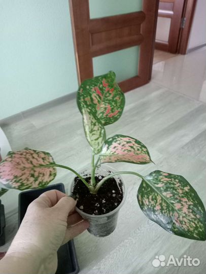Аглаонема