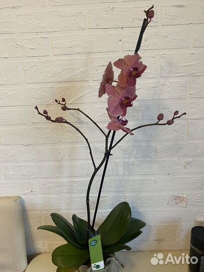Орхидея фаленопсис