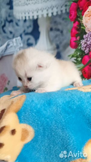 Мальчишка серебришка