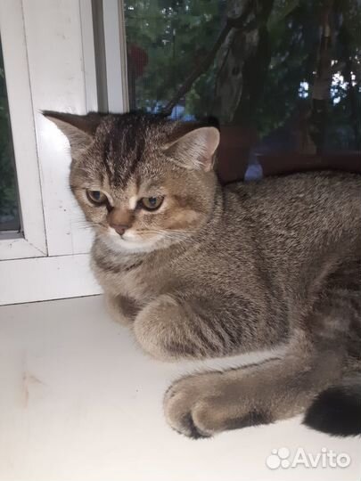 Шиншилла,кот