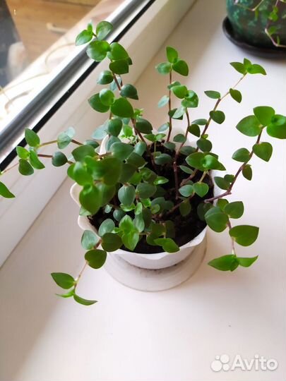 Callisia Каллизия зелёная