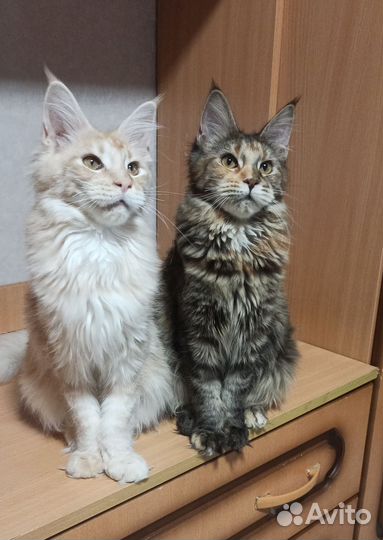 Котята мейн-кун