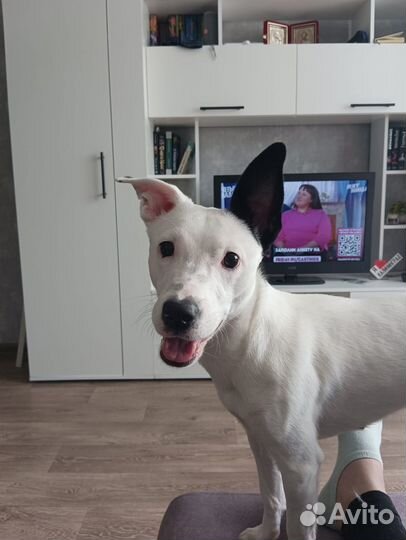 Собака в добрые руки