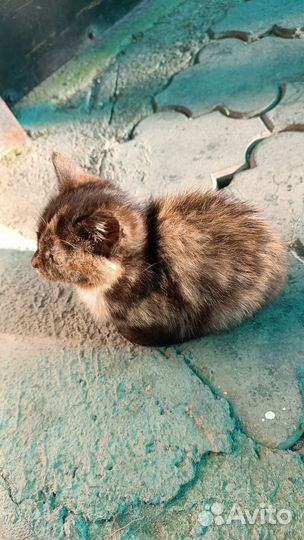 Котенок в добрые руки