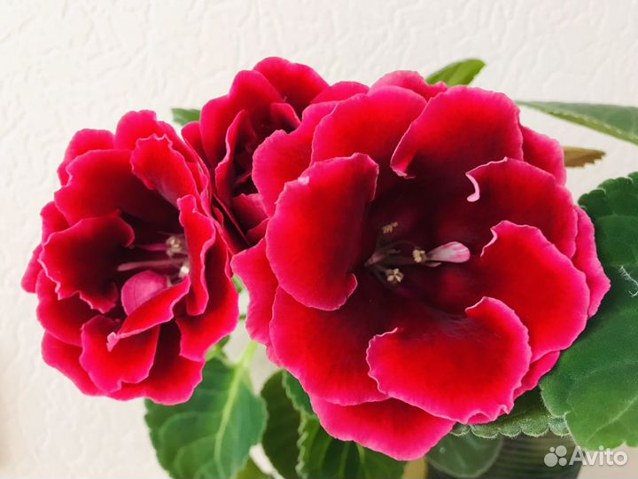 Глоксинии сортовые (свежесрезанный лист)