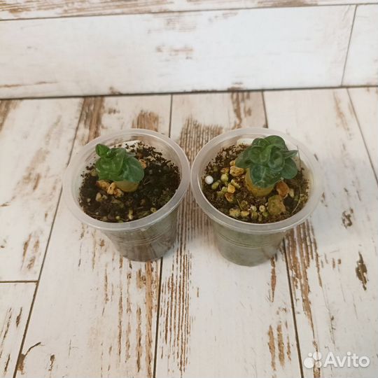 Адениумы dha и арабикумы (сеянцы)