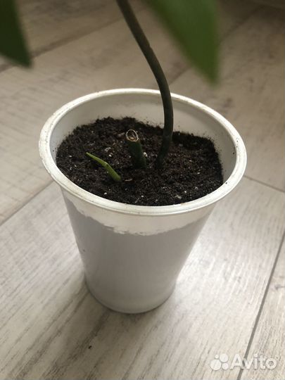 Филодендрон Радиатум (лучистый)