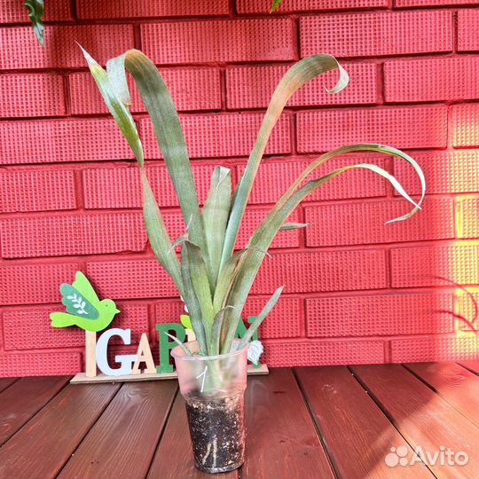 Бильбергия