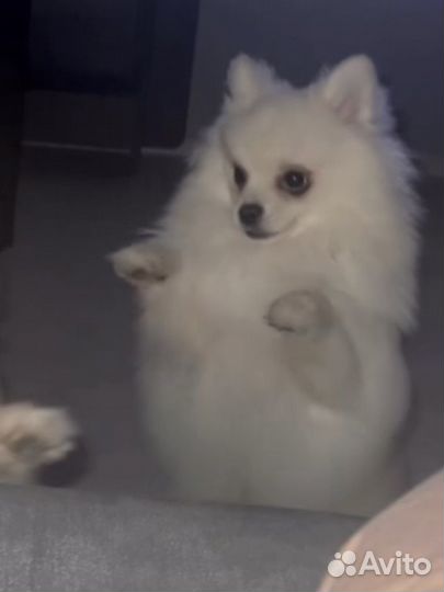 Немецкий шпиц