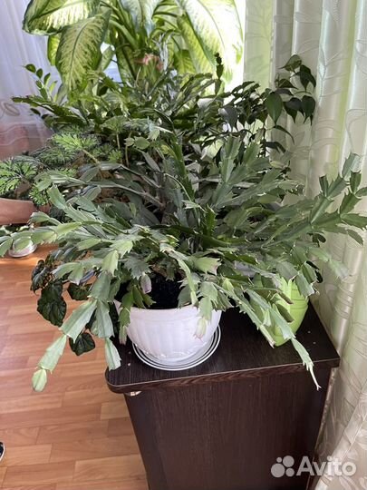 Диффенбахия большая