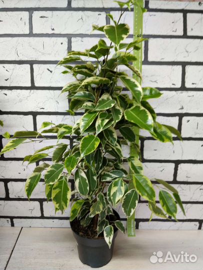Фикус бенджамина